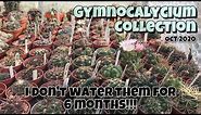 Gymnocalycium Collection Cactus Plant Complete Tour 2020 | Oct. 1 | No watering for 6 months