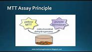 MTT assay : Cell Viability Cytotoxicity - Principle, Advantages & Limitations
