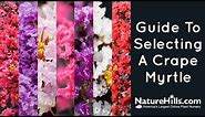 Guide to Selecting A Crape Myrtle | NatureHills.com