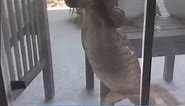 Monitor lizard scales window of Florida home