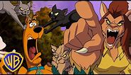 Scooby-Doo! | Cats 🐱 vs Dogs 🐶 | @wbkids​