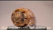 TOP 10 most beautiful shells of the world! - HD 1080p video