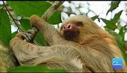Sloth's are the Worlds Greatest Sleep and Relaxation Ambassadors