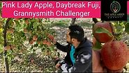Pink lady Apple, Daybreak Fuji & Grannysmith Challenger.. Apples for future..