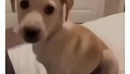 Funniest Dog Moments 🤣🤣 the last video is so funny haha #puppy #dogsvids #doglover #doggo #dogtok #dogs #dog #dogsoftiktok #usadogs