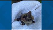 Northern long-eared bats: One of Pa.'s most solitary, but necessary, endangered species