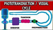 From Light to Vision: Demystifying the PHOTOTRANSDUCTION CASCADE and VISUAL CYCLE