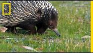 Prickly Love: Echidnas Caught Mating | National Geographic