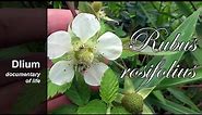 Roseleaf bramble (Rubus rosifolius) - part 2