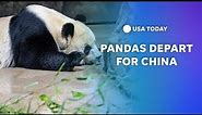 Watch: Pandas depart U.S. from Dulles on FedEx Panda Express