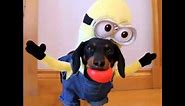 The Dachshund Minions Compilation!
