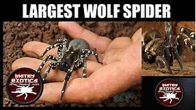 Largest Wolf Spider on Earth - Hogna ingens - Desertas Island Wolf Spider