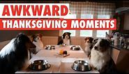Most Awkward Thanksgiving Moments As Told By Pets