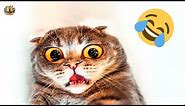Funny Cats and Dogs 2022 OMG So Cute #5🤣 | Pets Addicted