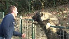 Kavkaski ovčar Green Hill Dog Amon @caucasian_shepherd_europe