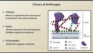 Antifungals (Fungal Infections - Lesson 4)