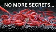 The Secrets to Breeding 1,000's of Cherry Shrimp!