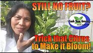 STILL NO FRUIT? Make that Citrus Tree Bloom / My Trick to Make Citrus Bloom Fast!