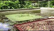 How To: Floating Watercress Beds (OGV#100)