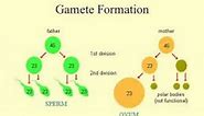 Gametes formation. Biology expert