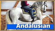 About the Andalusian: The Horse of Royalty | DiscoverTheHorse