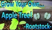 How to Grow Your Own Apple Tree Rootstock by Germinating Store Bought Apple Seeds