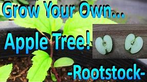 How to Grow Your Own Apple Tree Rootstock by Germinating Store Bought Apple Seeds