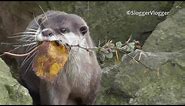 Otter Looks Frantically For Nest Making Materials