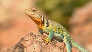 COLLARED LIZARDS – This... - Missouri Dept. of Conservation