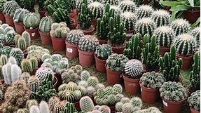 Cactus Varieties | Beautiful Cactus | Different Types of Cactus
