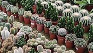Cactus Varieties | Beautiful Cactus | Different Types of Cactus