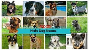 Top 20 Popular Male Dog Names