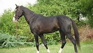 Marwari Horse Breed Information, History, Videos, Pictures