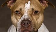 Learn About the Loving and Loyal American Pit Bull Terrier