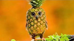 Pineapple Owl meme