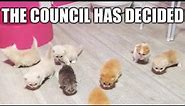 THE COUNCIL HAS DECIDED