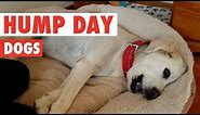 Hump Day Dogs Compilation 2016
