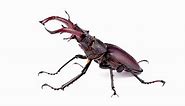 The 10 Largest Beetles in the World