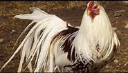 The Beautiful and Friendly Yokohama Chicken: A Unique Addition to Your Backyard Flock