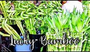 22 Things to Know About Growing & Caring For Lucky Bamboo / Joy Us Garden