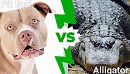 Pit Bull Vs. Alligator: Which Animal Would Win a Fight?