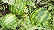 How to Grow Watermelons - Complete Growing Guide