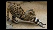 The Black-footed Cat: Africa's Smallest Wild Cat