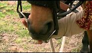 How to Bridle a Difficult Horse - Horse Talk TV