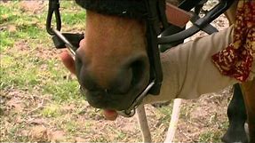 How to Bridle a Difficult Horse - Horse Talk TV