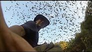 GoPro: One Million Bats