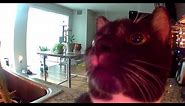 Kitten thinks I’m stuck in camera (FULL VERSION) ORIGINAL