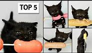 TOP 5 Kitten Eating Sausage ASMR Compilation