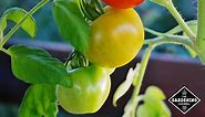 List of Determinate Tomatoes from A to Z - Gardening Channel