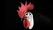 White Faced Black Spanish Chickens | The Clown Faced Chicken